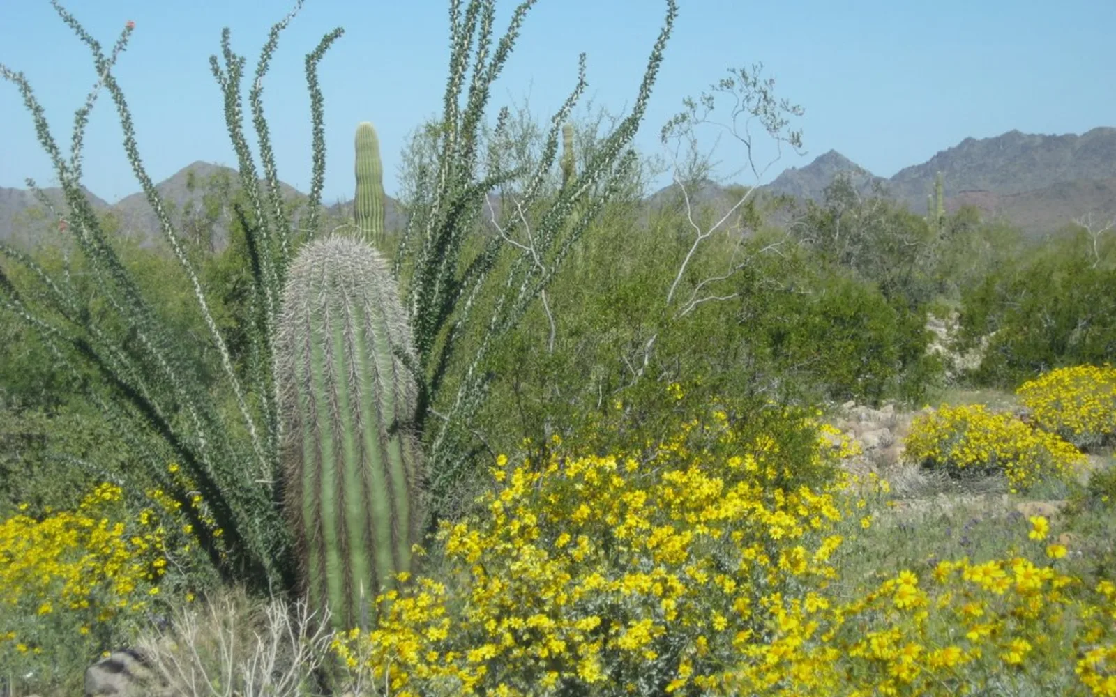 Sonoran Desert landscape with desert vegetation and wildflowers